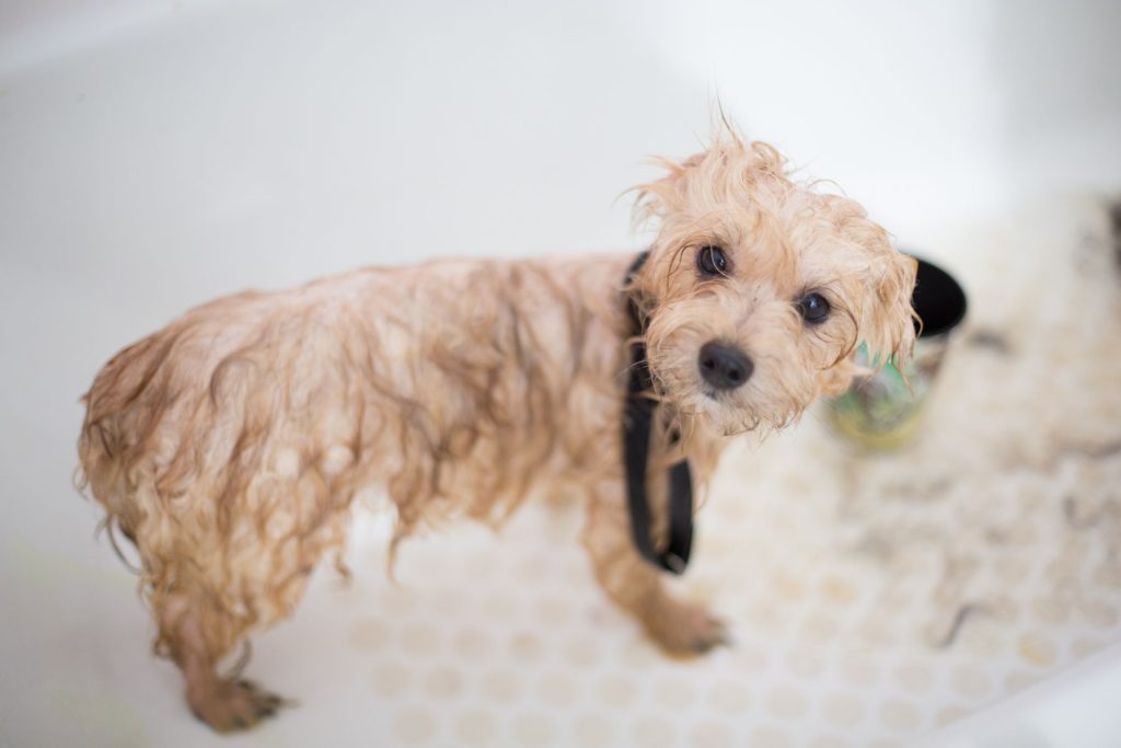 Hondje net gewassen
