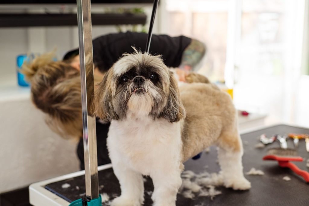 Shih tzu op de trimtafel