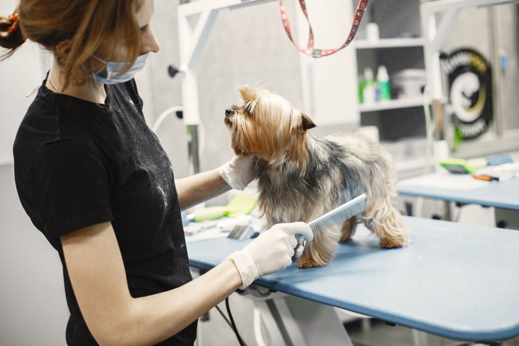 Yorkshire terrier wordt geborsteld