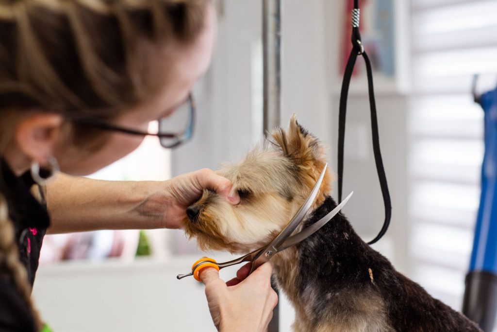 Yorkshire terrier wordt geknipt in het trimsalon